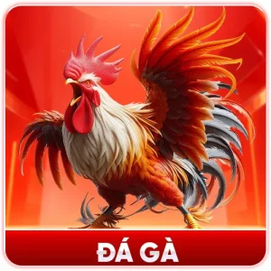 đá gà
